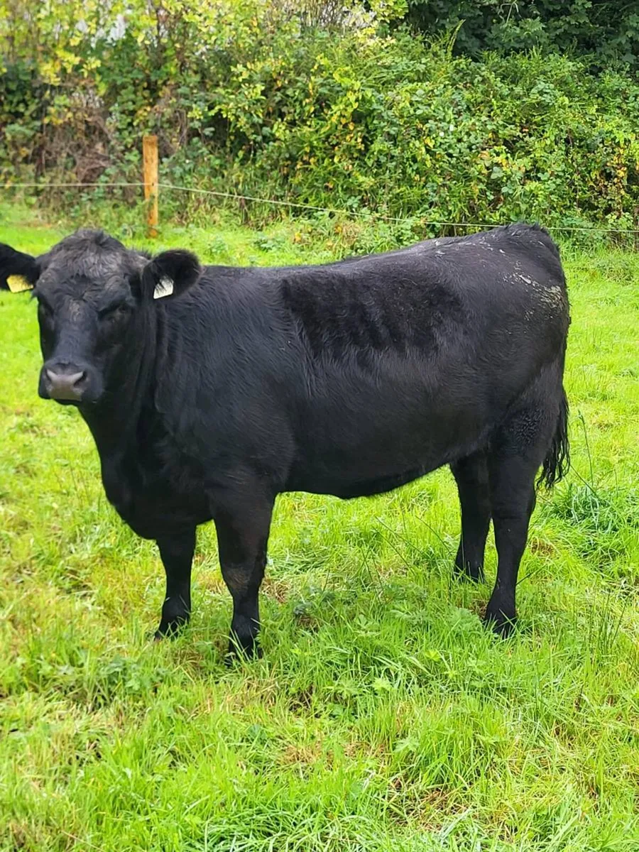 Mohill mart Saturday - Image 3