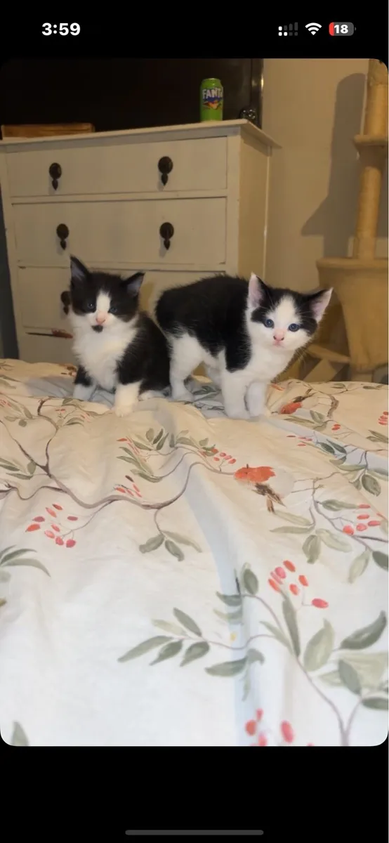 Kittens - Image 3