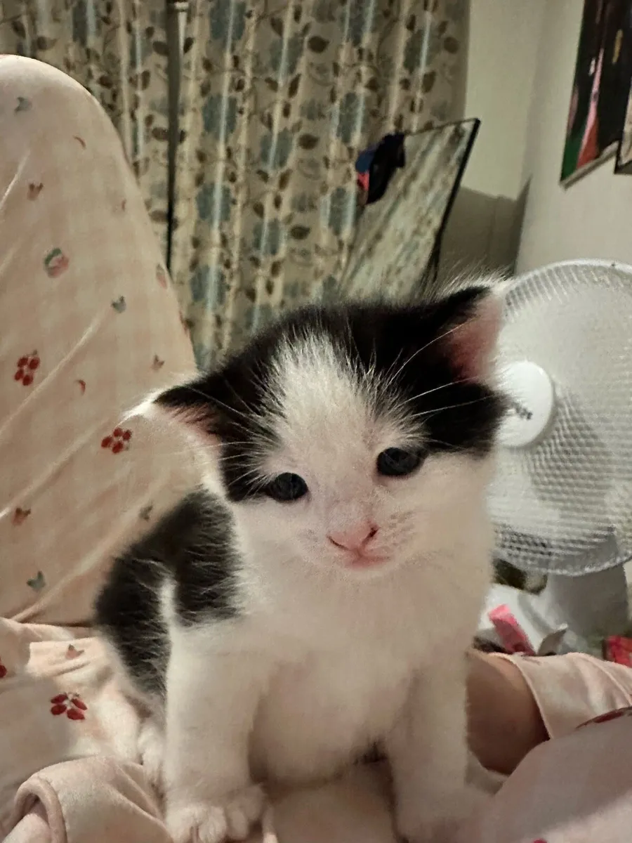 Kittens - Image 4