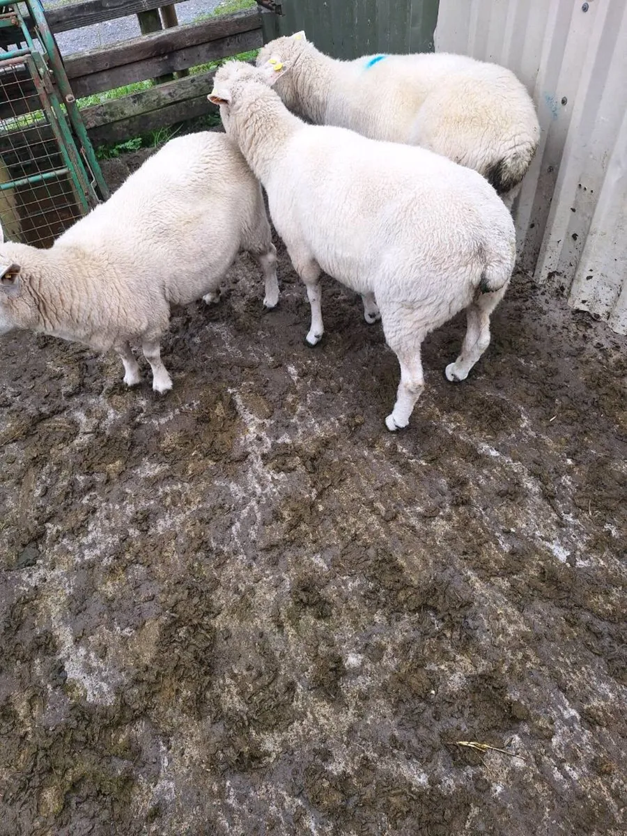 Purebred Galway ewes - Image 2