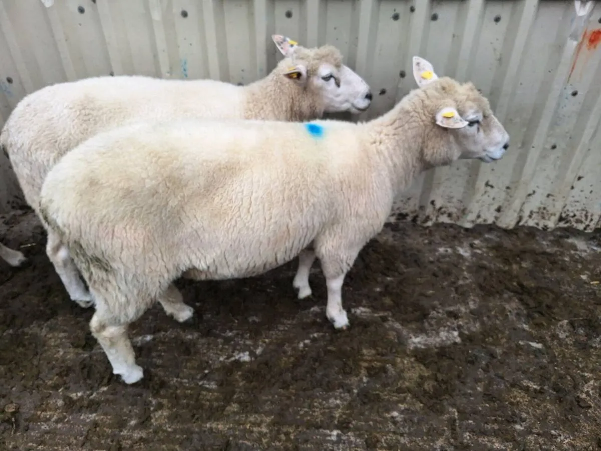 Purebred Galway ewes - Image 3