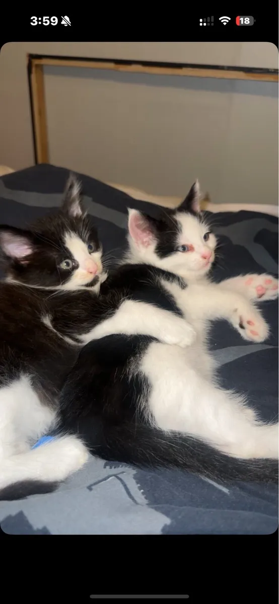 Kittens - Image 1