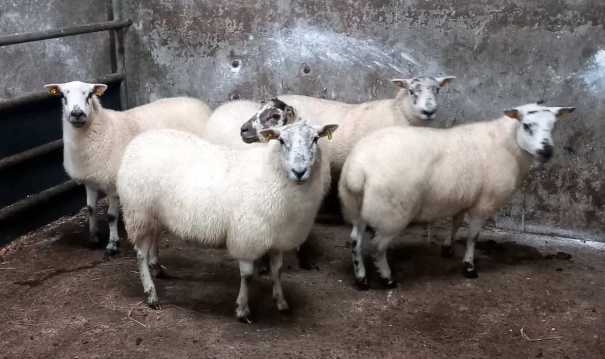 HILTEX EWE HOGGETS - Image 1