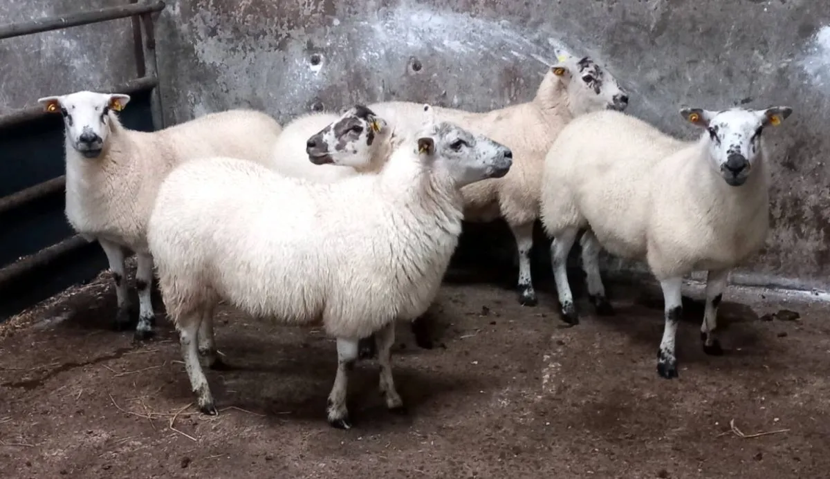 HILTEX EWE HOGGETS - Image 2