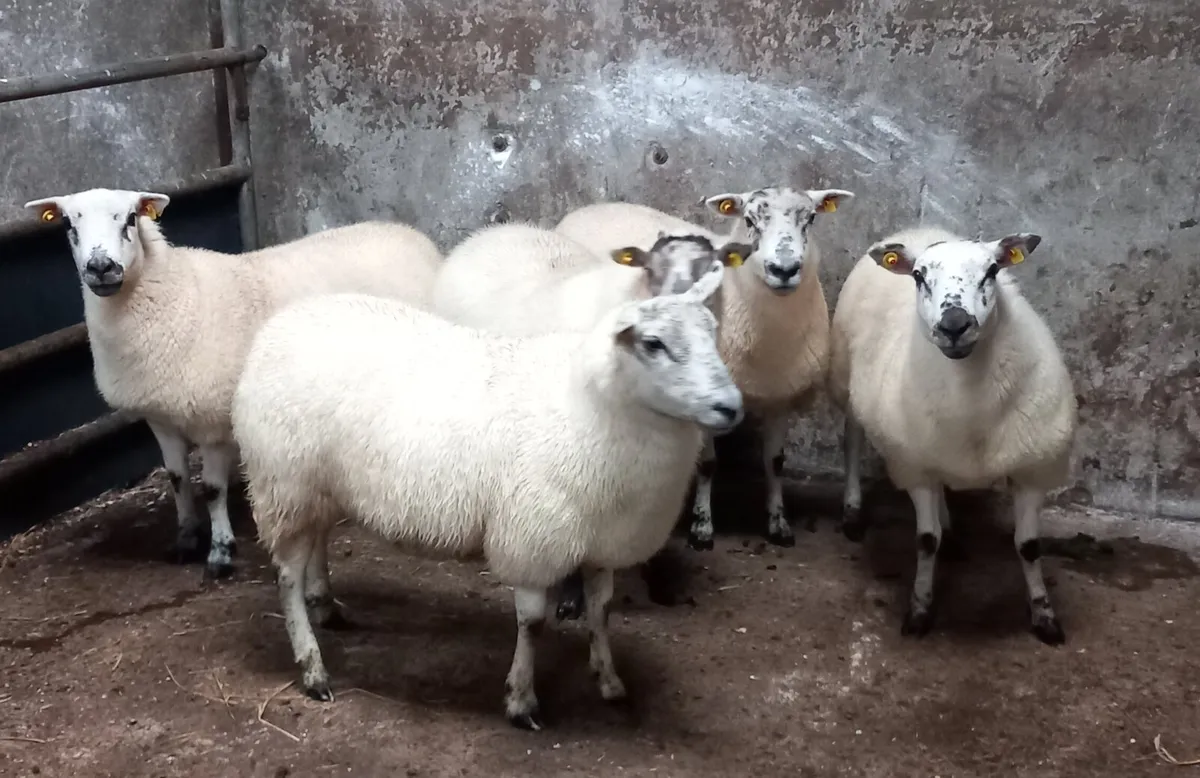 HILTEX EWE HOGGETS - Image 3