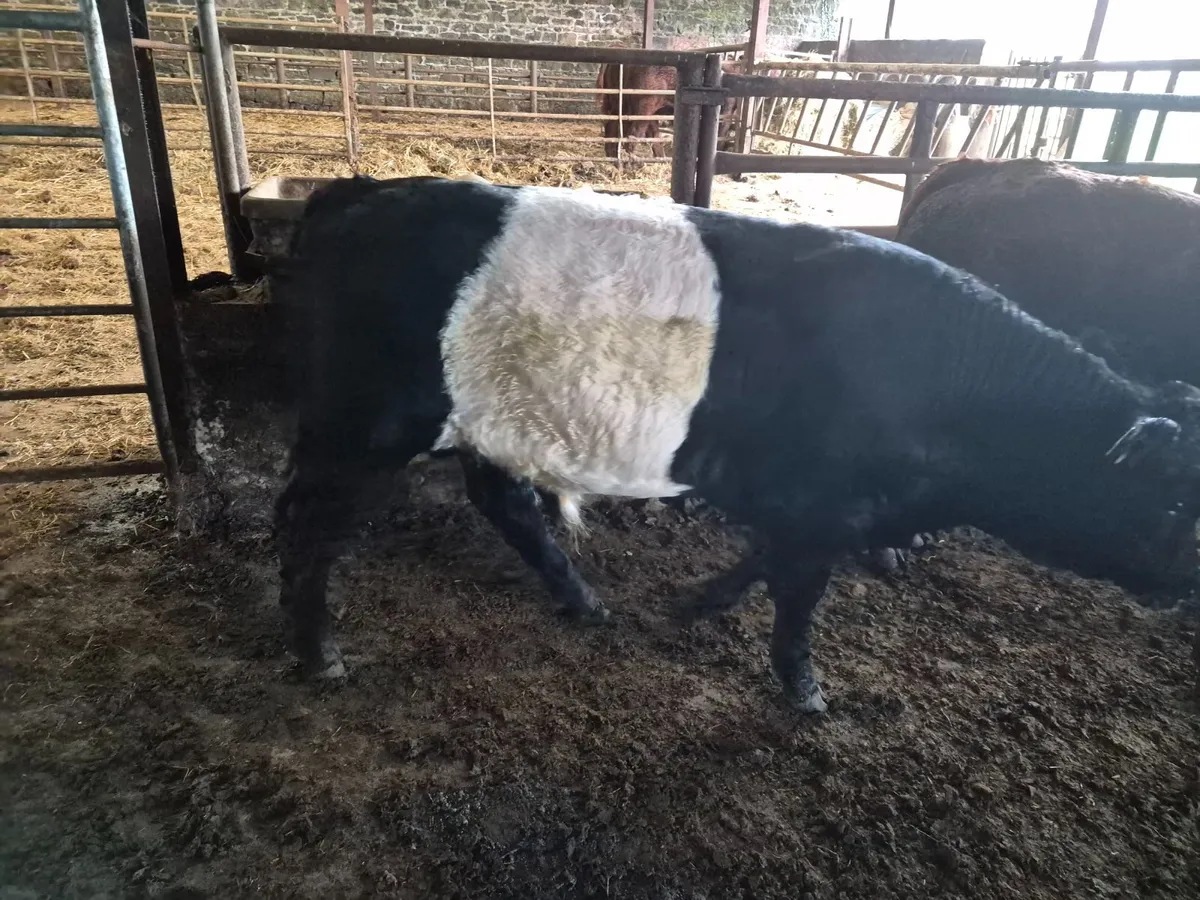 Organic Weanlings - Image 2
