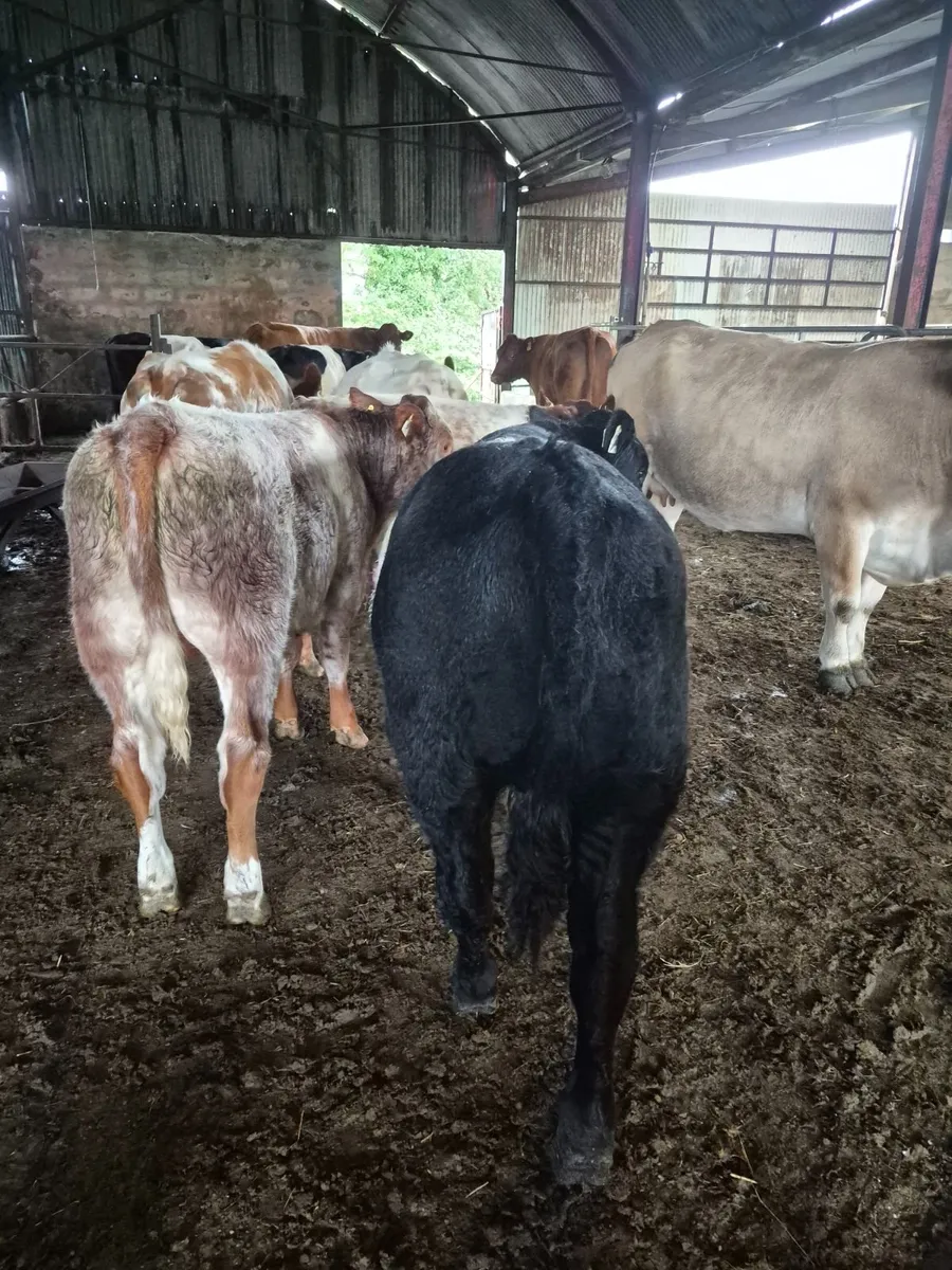 Organic Weanlings - Image 1
