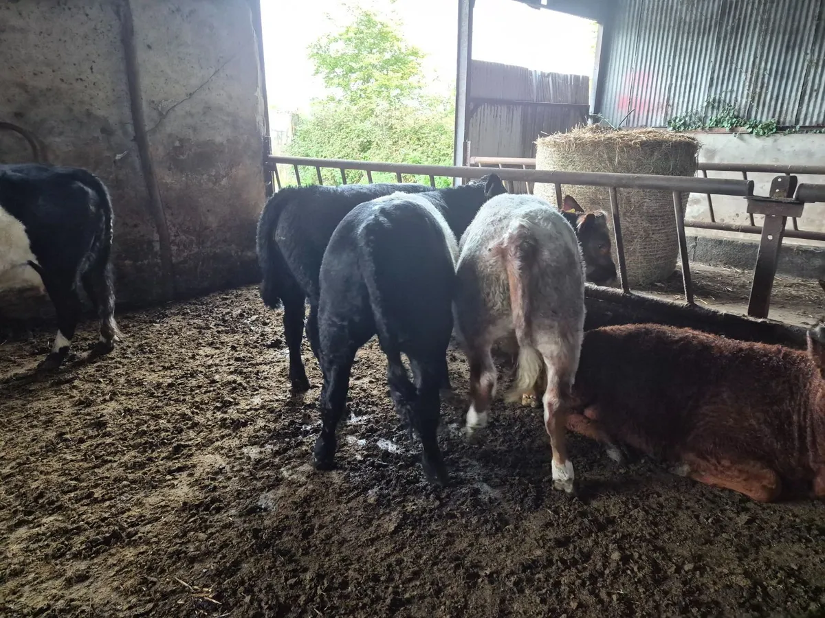 Organic Weanlings - Image 4