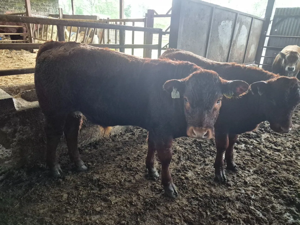 Organic Weanlings - Image 3