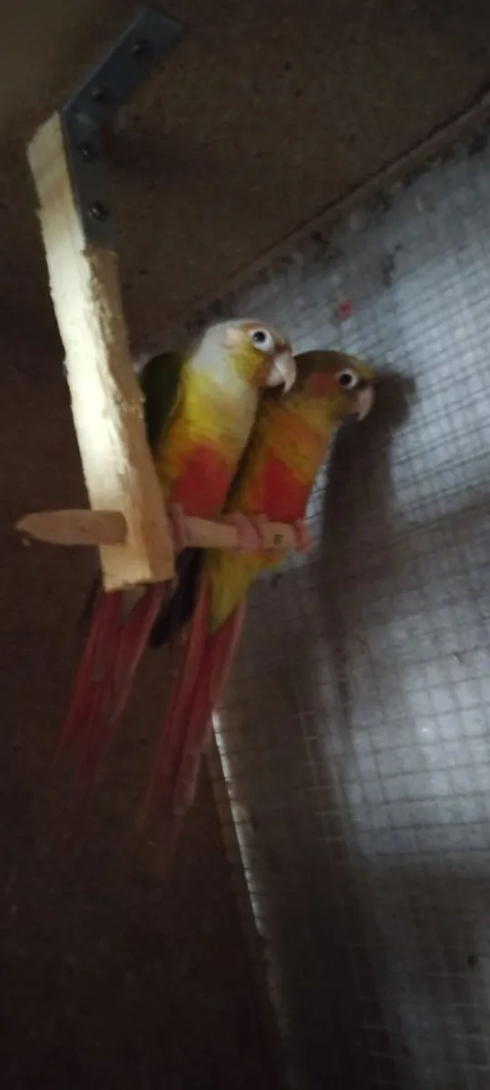 Quaker,Conure,Cockatiel,Budgie - Image 2