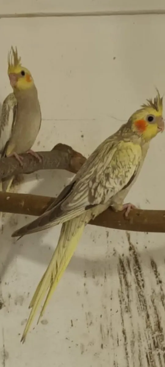 Quaker,Conure,Cockatiel,Budgie - Image 3