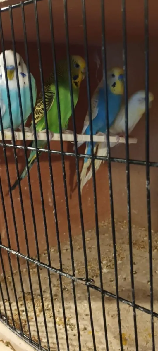 Quaker,Conure,Cockatiel,Budgie - Image 4