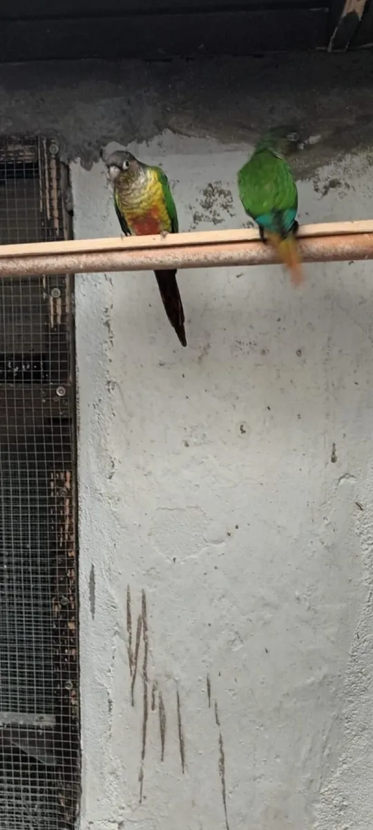 Quaker,Conure,Cockatiel - Image 4