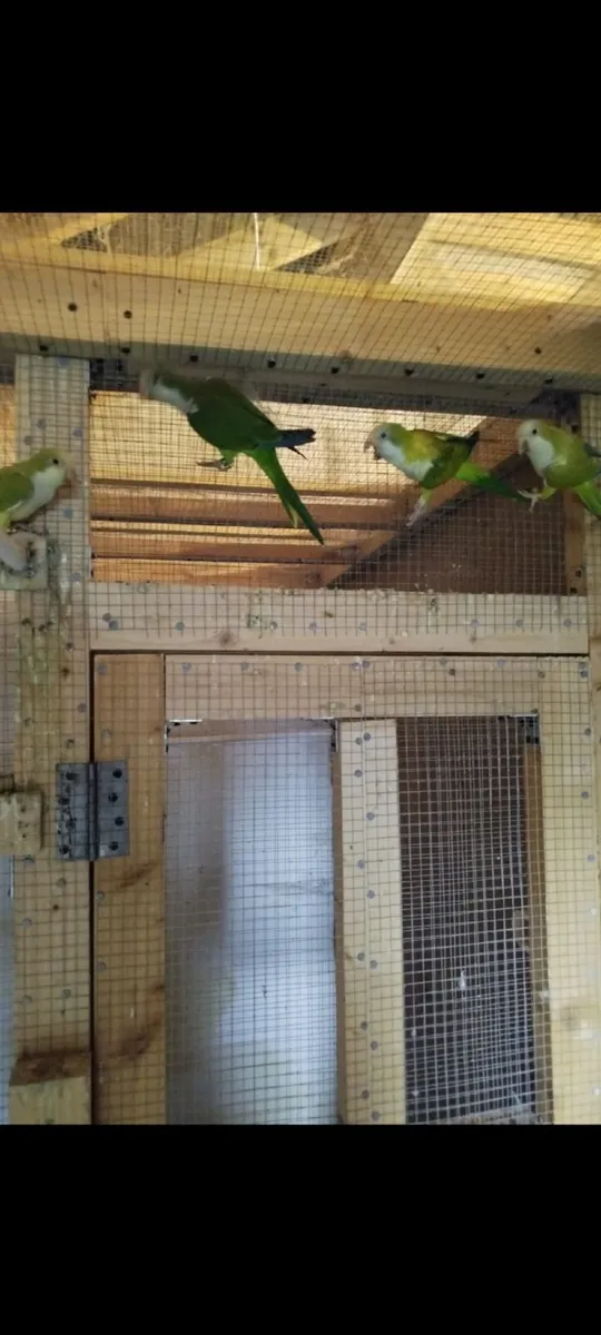 Quaker,Conure,Cockatiel,Budgie - Image 1
