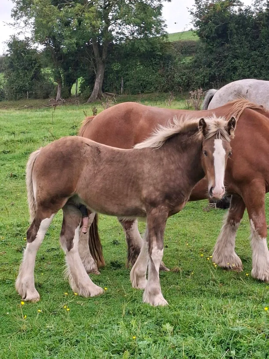 Heavy Silver Colt Foal - Image 1