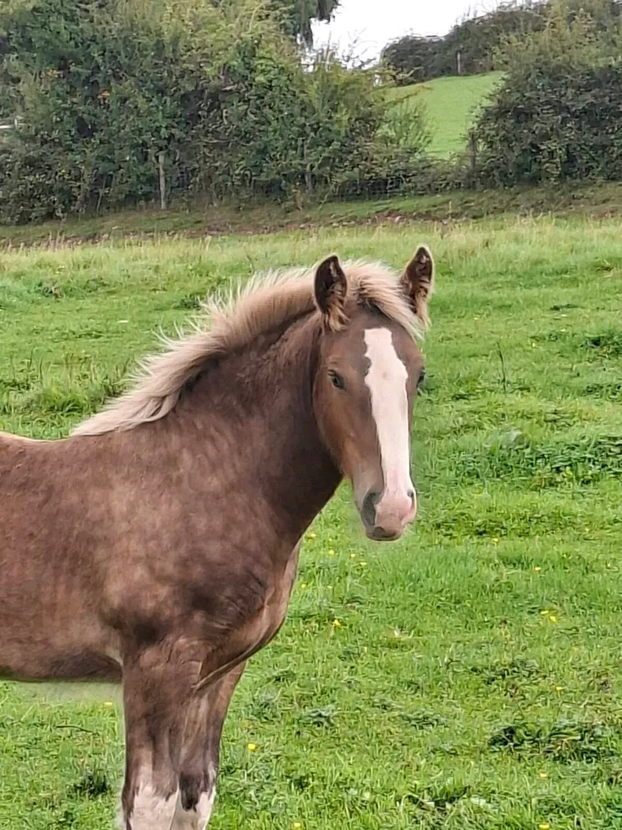 Heavy Silver Colt Foal - Image 3