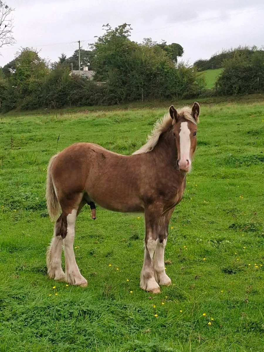 Heavy Silver Colt Foal - Image 2