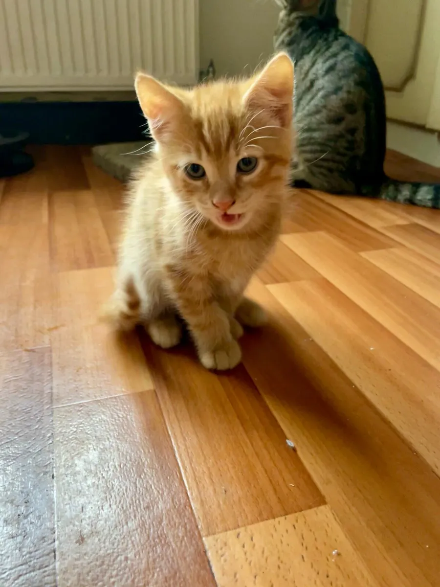Kittens - Image 3