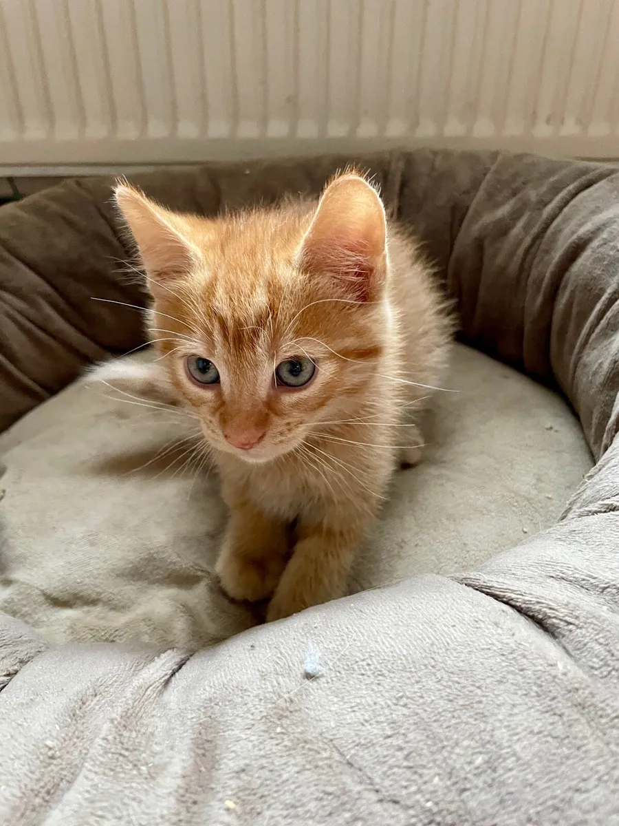 Kittens - Image 4