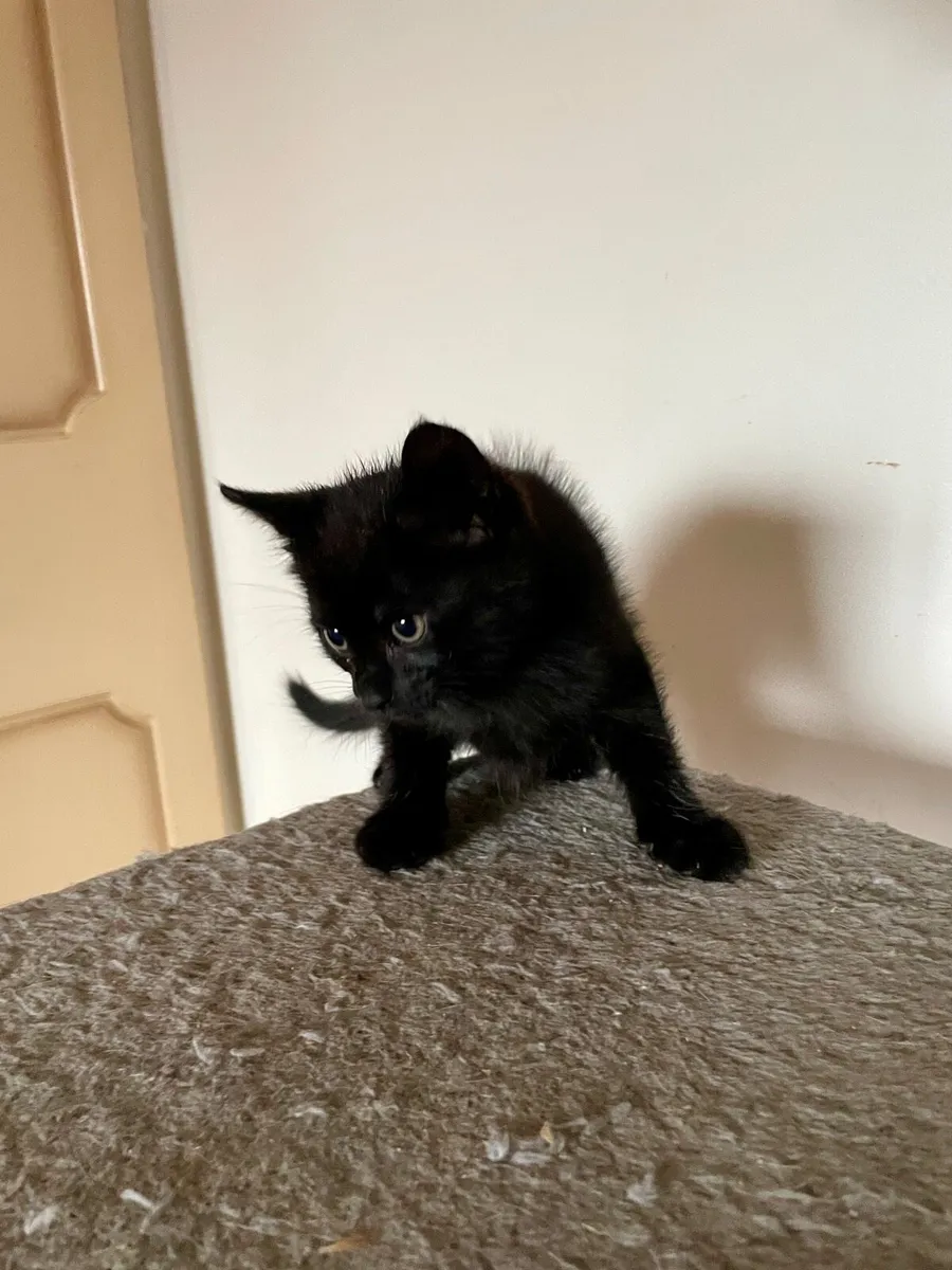 Kittens - Image 1