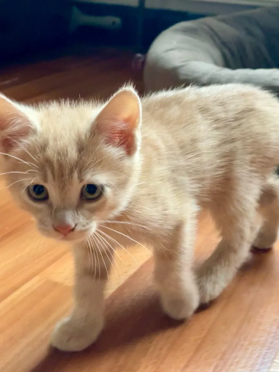 Kittens - Image 2