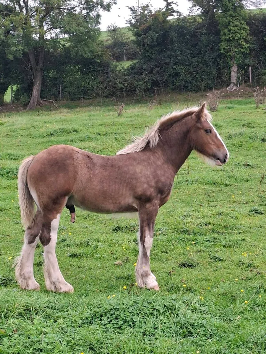 Heavy Silver Colt Foal - Image 4