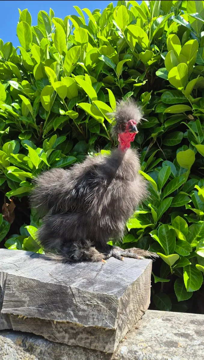 Silkie Roosters - Image 2