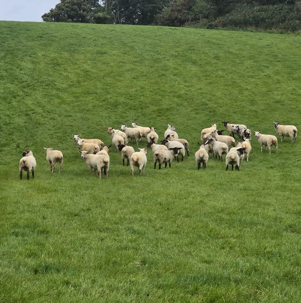 Hoggets - Image 2