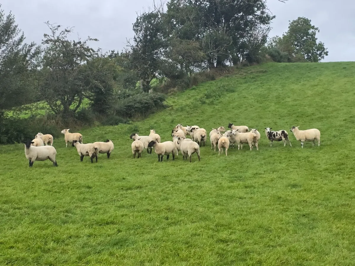 Hoggets - Image 3
