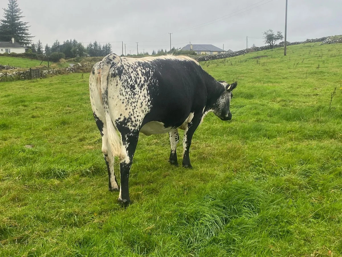 Springer Due October - Image 2