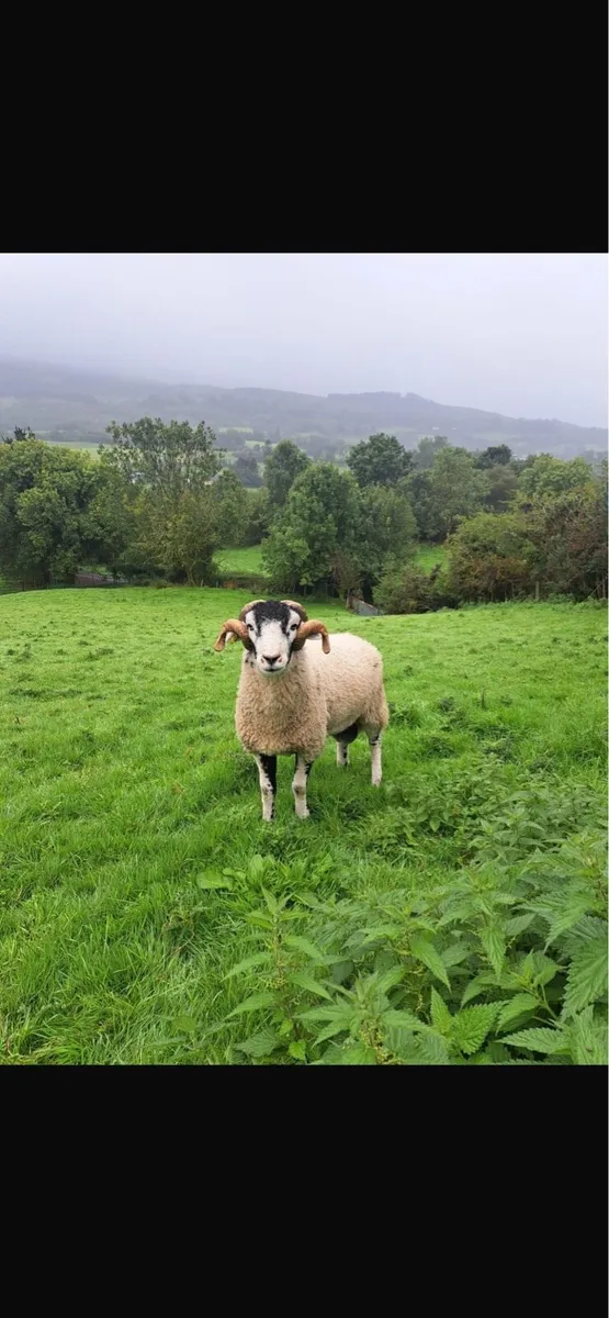 Fully Organic Purebred Swaledale Hogget Rams - Image 1