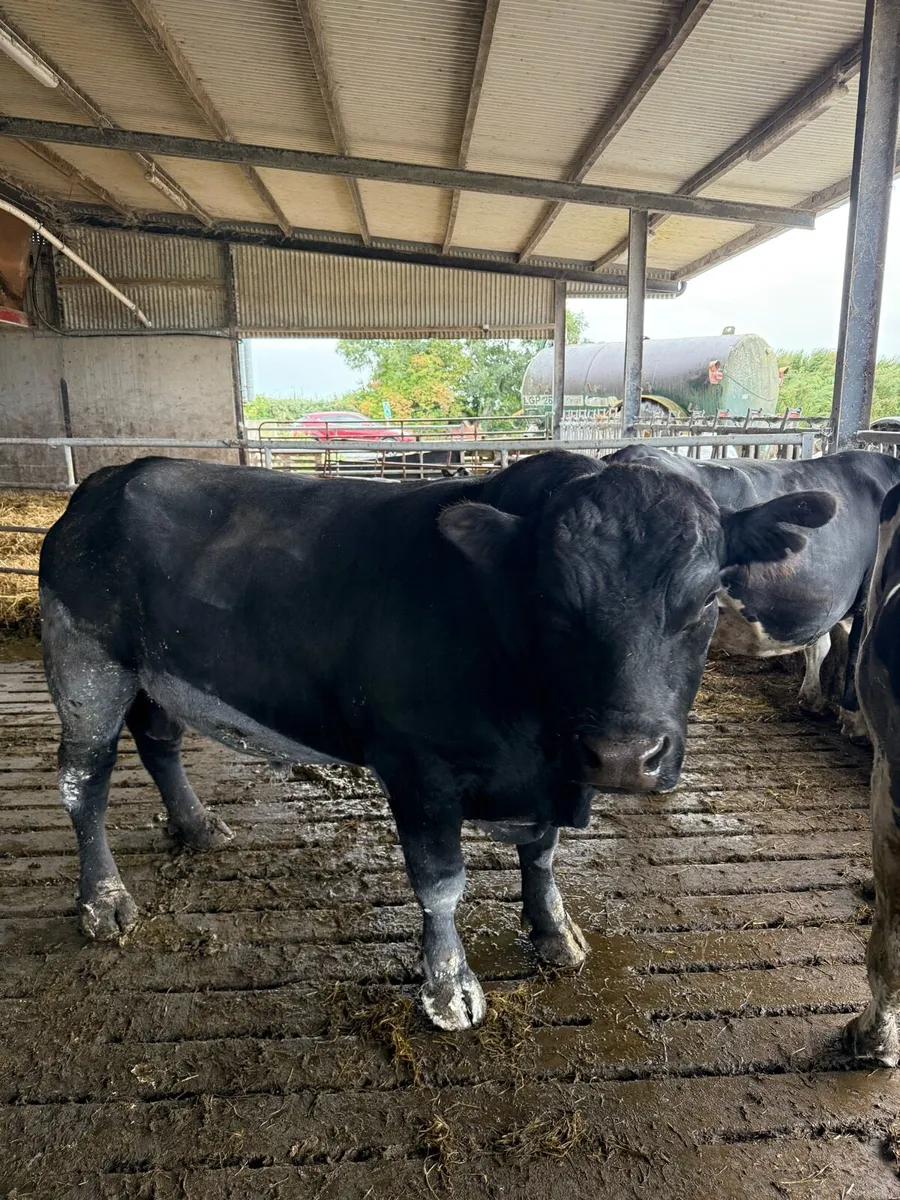 Angus pedigree bull - Image 1