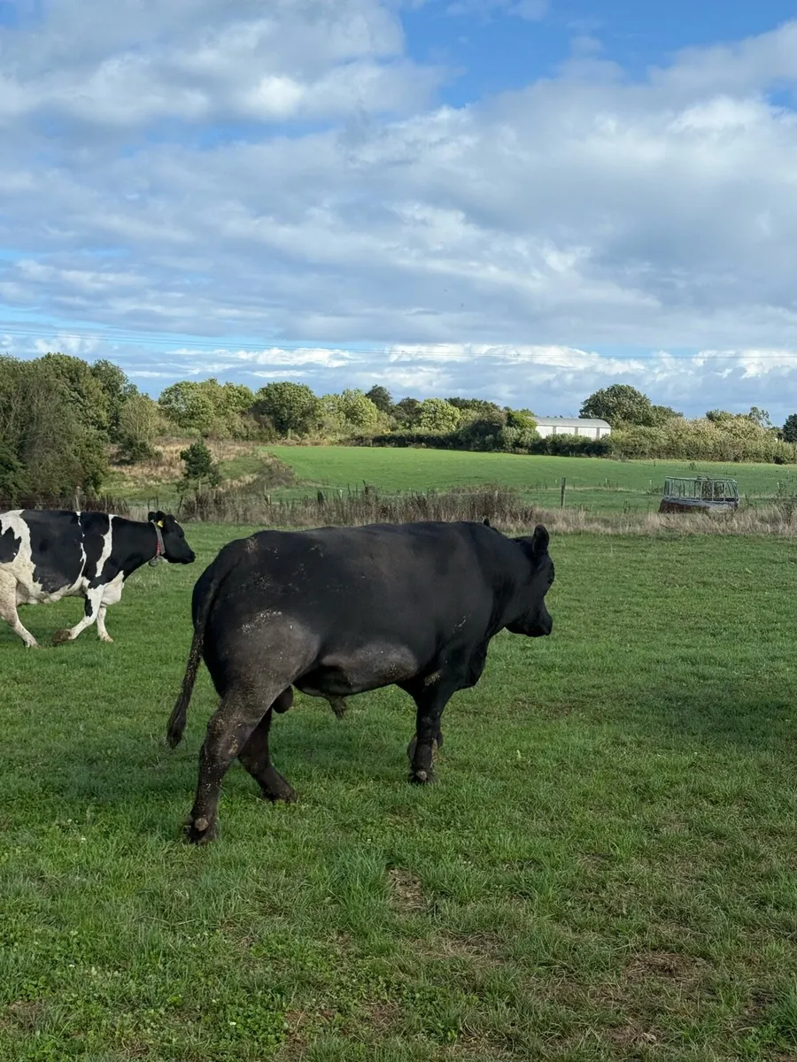 Angus pedigree bull - Image 2