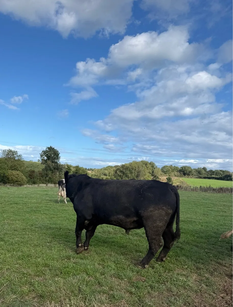 Angus pedigree bull - Image 3