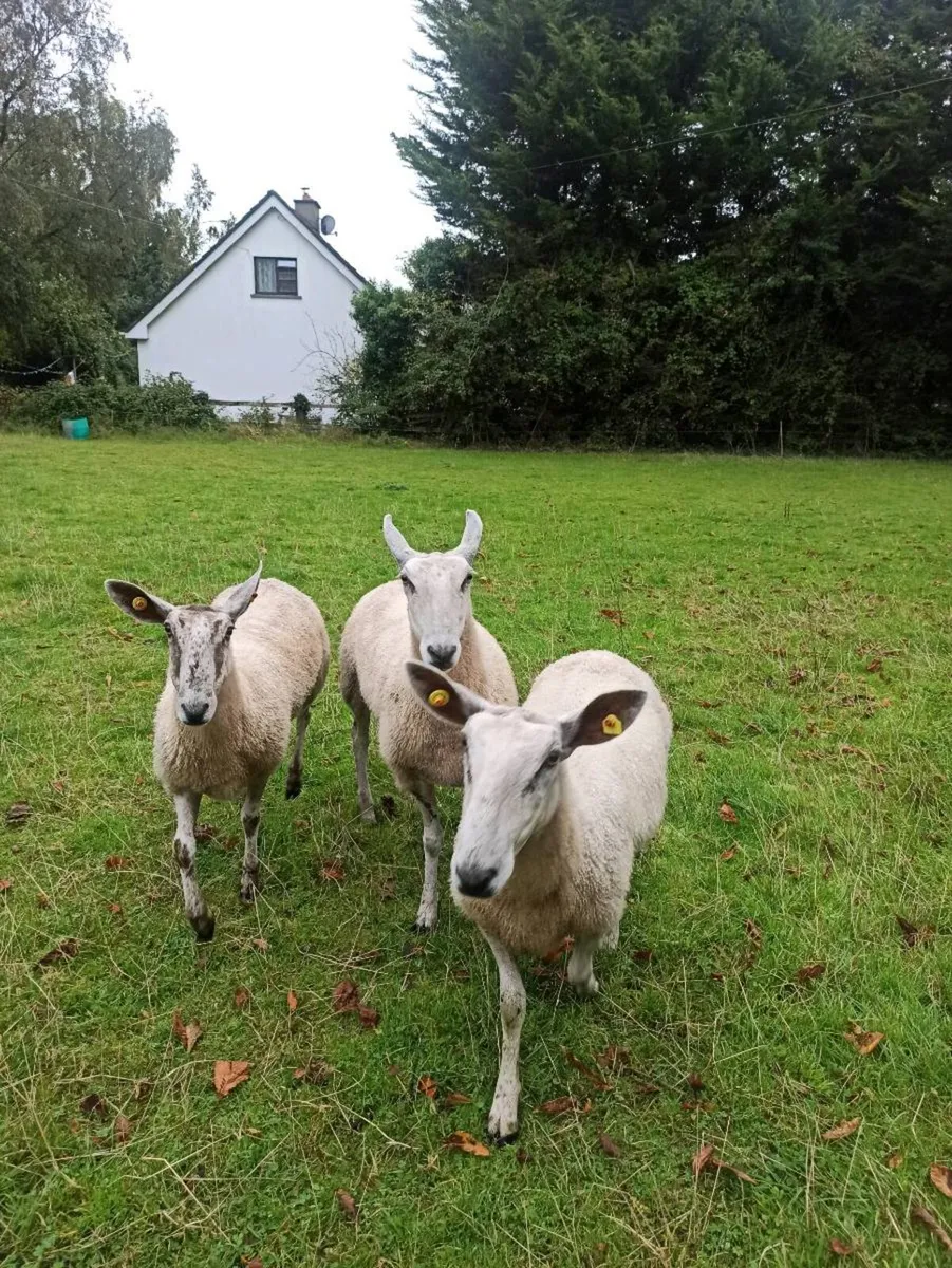 Bluefaced Leicester ewes - Image 1