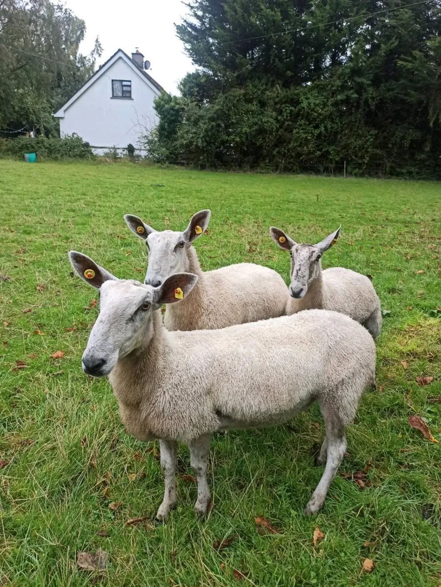 Bluefaced Leicester ewes - Image 2