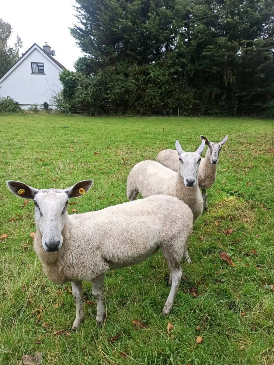 Bluefaced Leicester ewes - Image 3