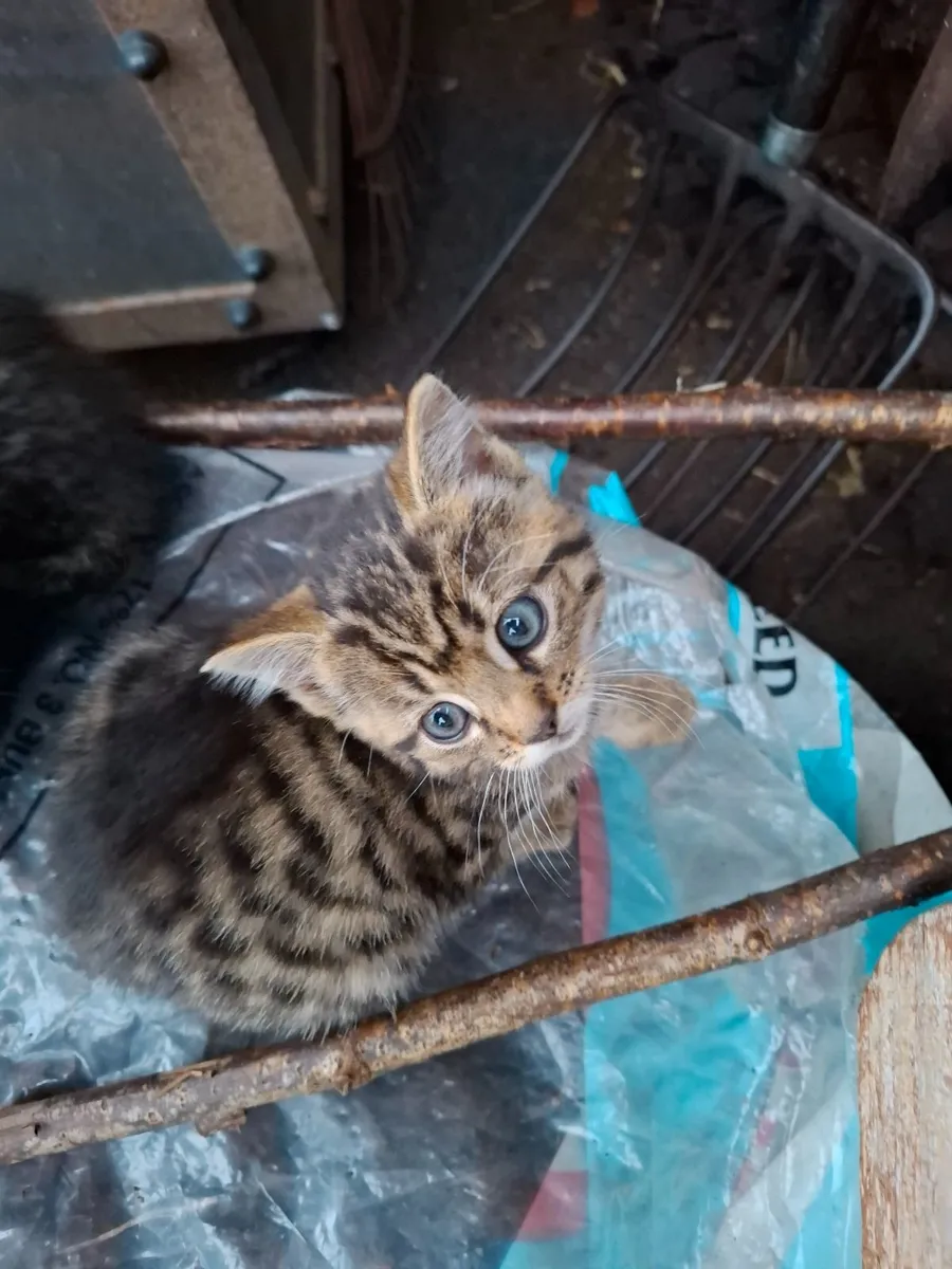 Kitten - Image 1