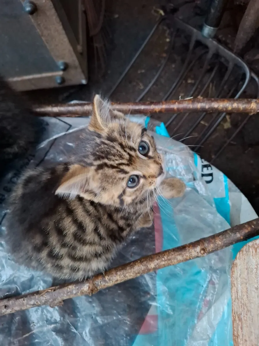Kitten - Image 2