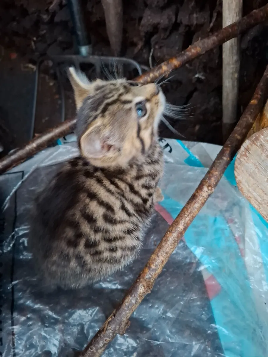 Kitten - Image 3
