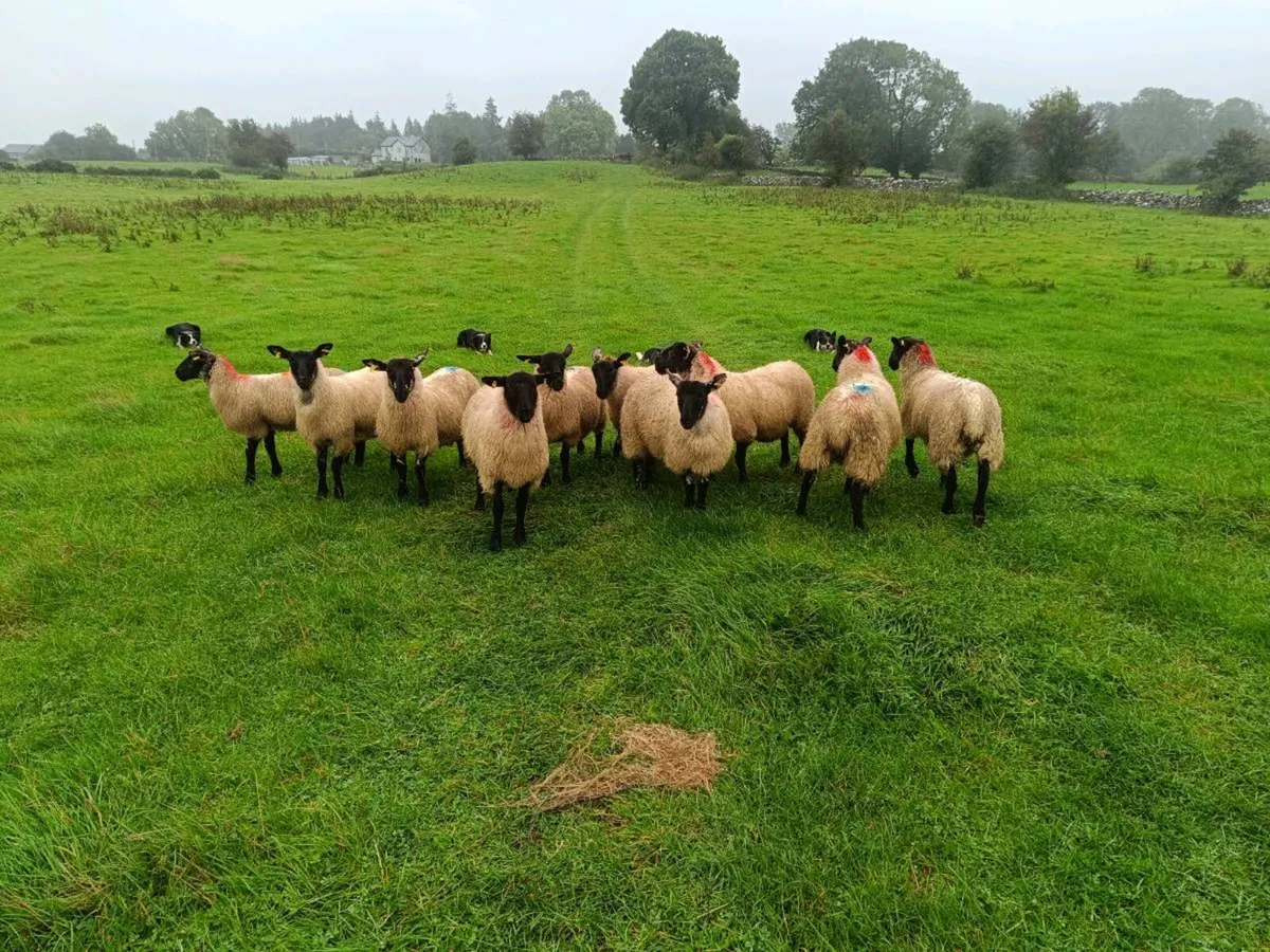 Suffolk X Ewe lambs - Image 1