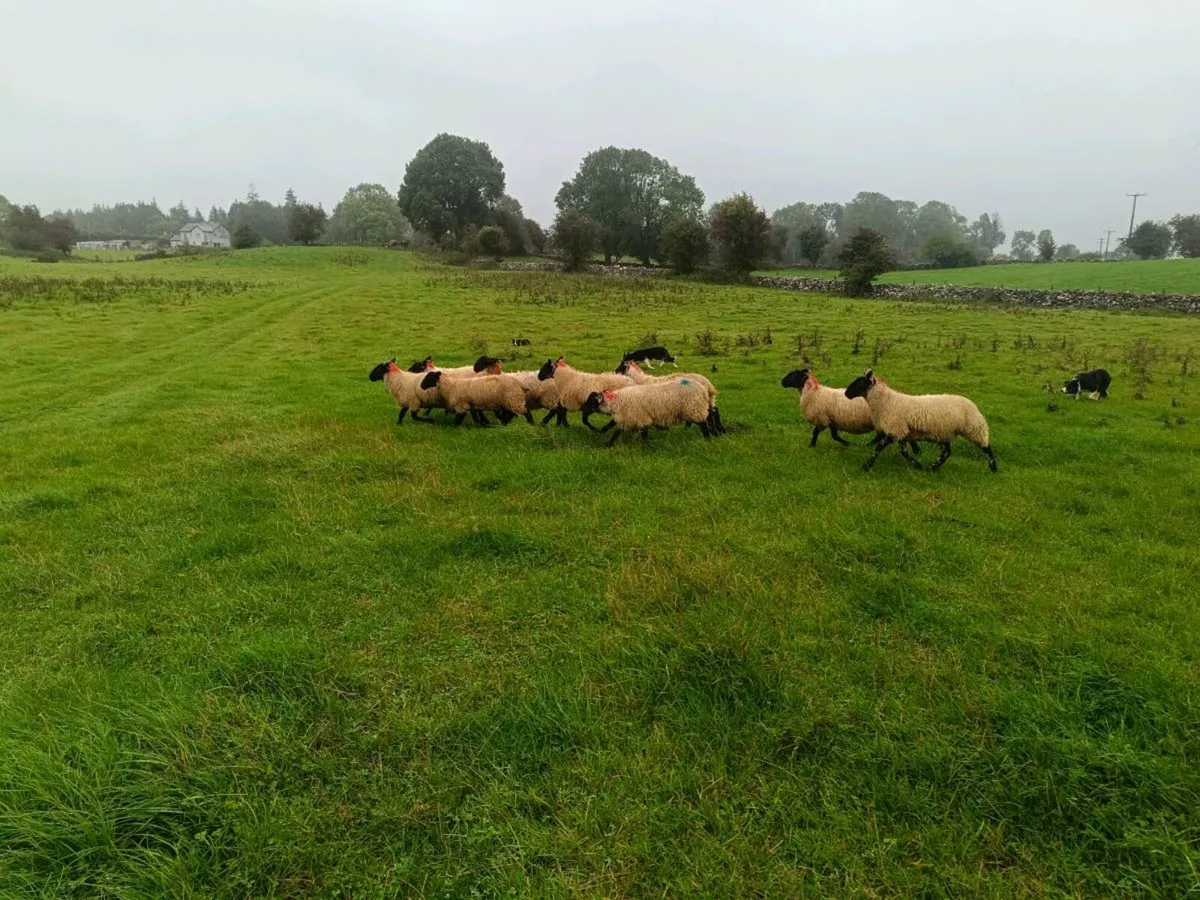 Suffolk X Ewe lambs - Image 2