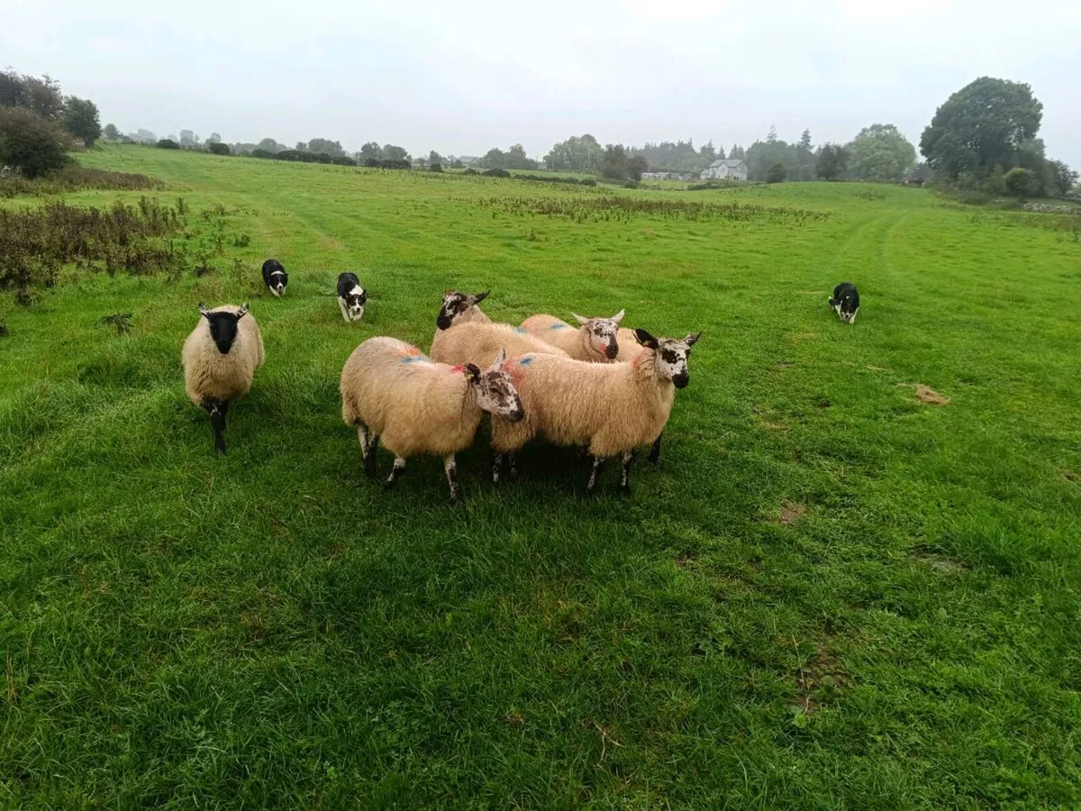 Suffolk X Ewe lambs - Image 3
