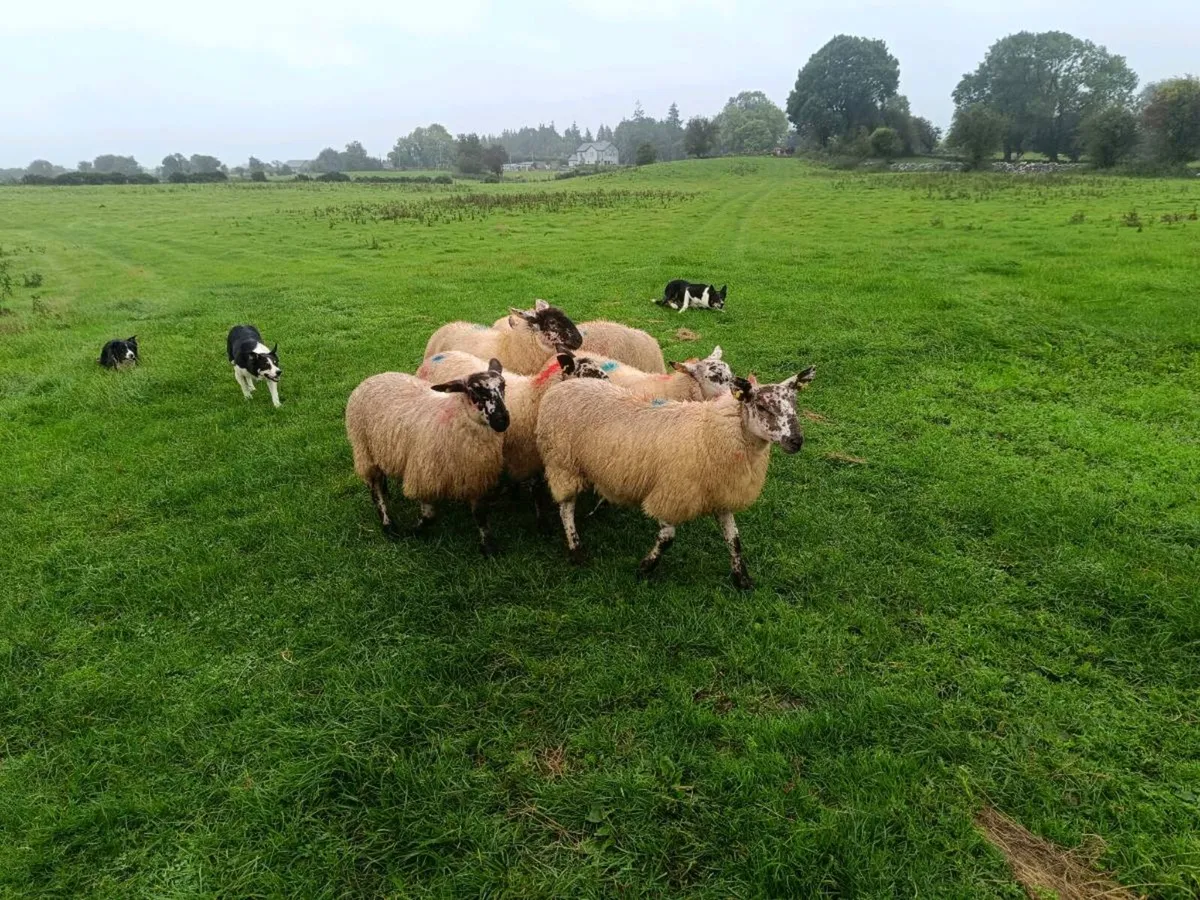 Suffolk X Ewe lambs - Image 4