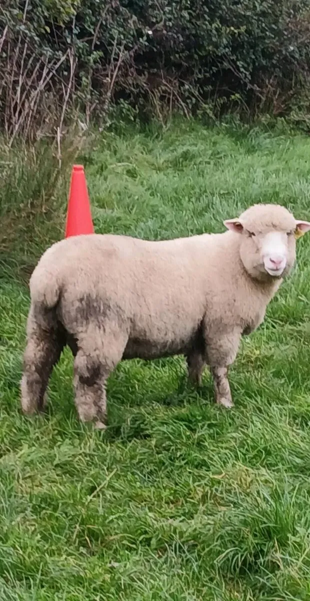 P.B Dorset ram lamb - Image 1