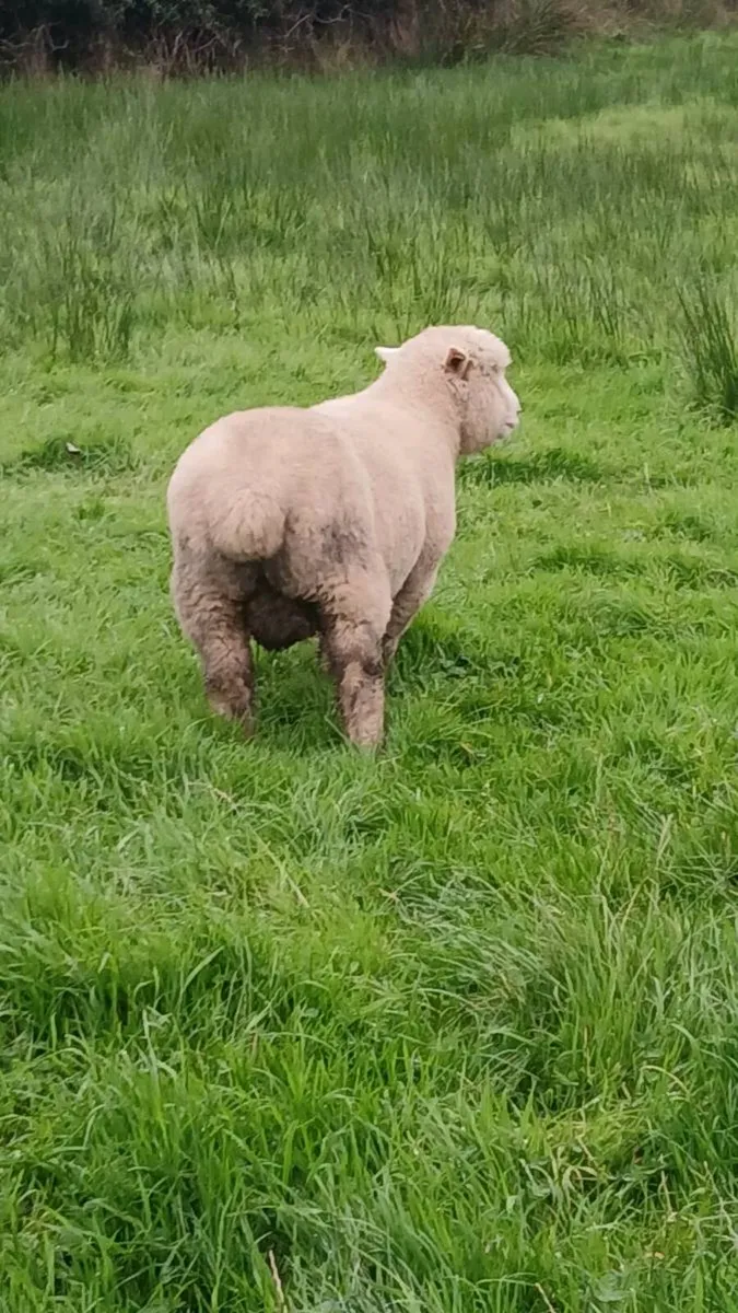 P.B Dorset ram lamb - Image 2