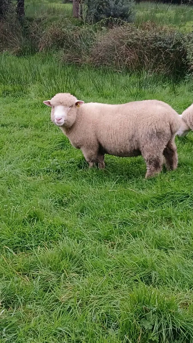 P.B Dorset ram lamb - Image 3