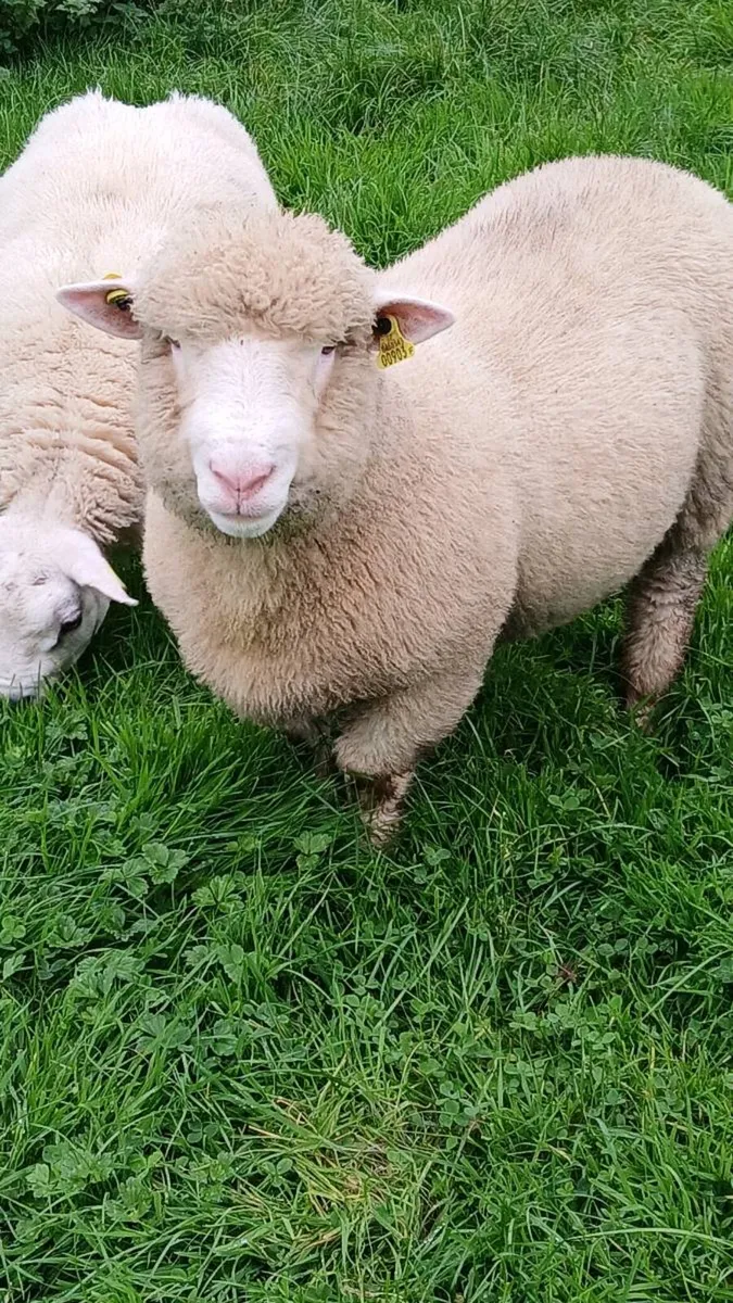 P.B Dorset ram lamb - Image 4