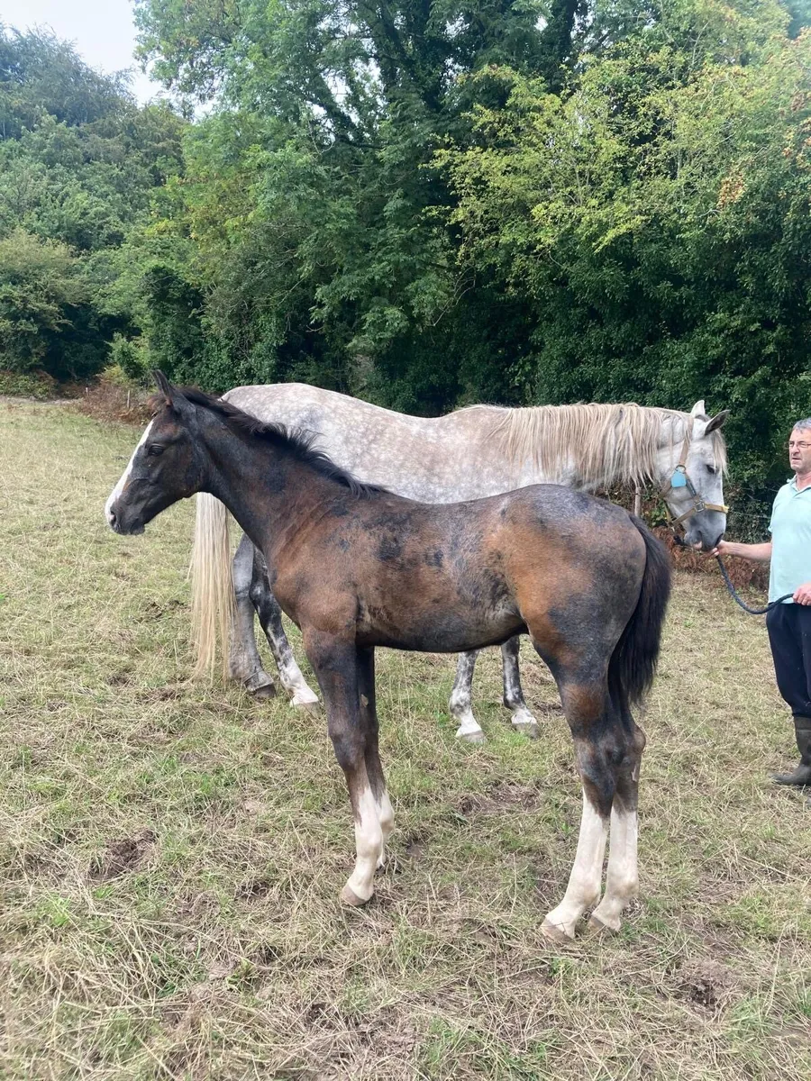 Luidam colt foal - Image 1