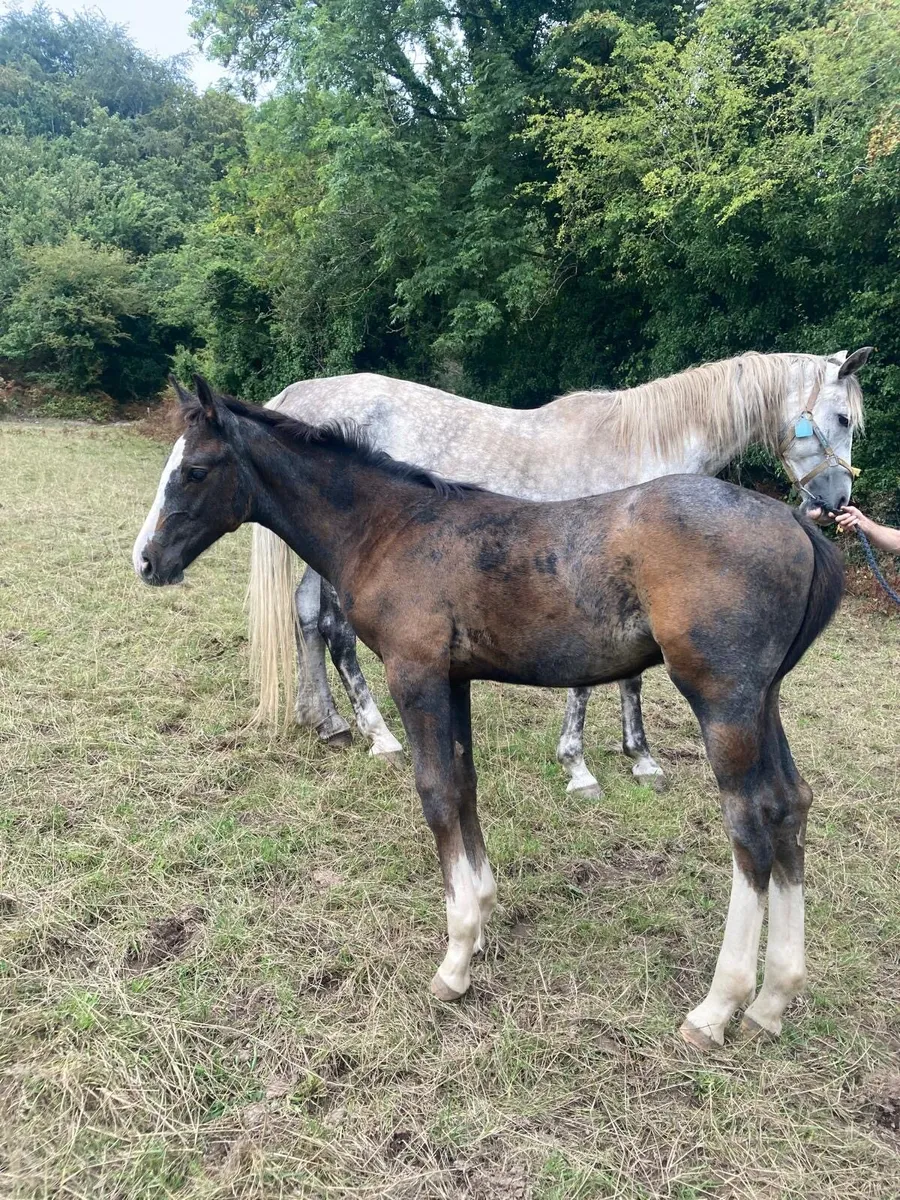 Luidam colt foal - Image 3
